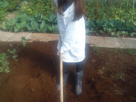 Preparação do solo para o transplante de tomateiros.